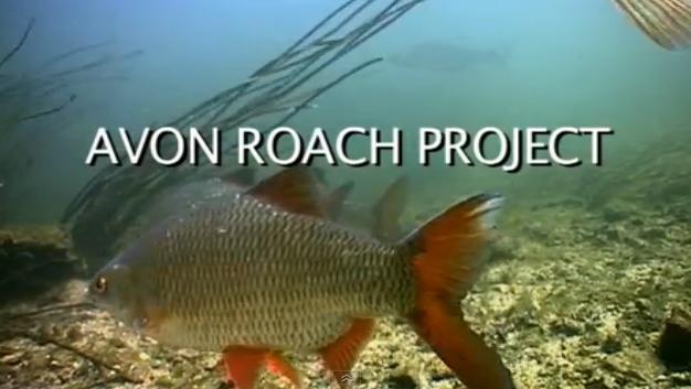 The Avon Roach Project.jpg